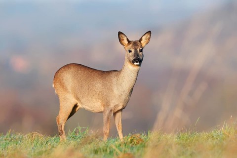 European roe deer (Capreolus capreolus), doe standing in a meadow, Lower Saxony, Germany
