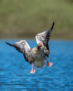 Greylag Goose (Anser anser) in flight, Dümmer, Lembruch, Lower Saxony, Germany
