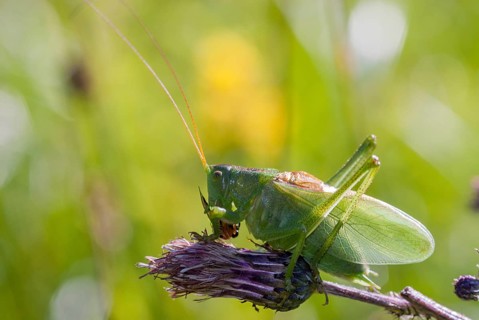 Grasshoppers, Tettigonia Cantans, Upland Green Bush cricket, chirping hayhorse, chirping, prey,