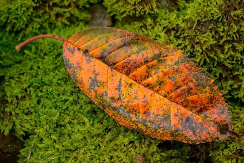 Autumn colors, autumn, autumn leaves