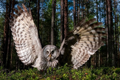 Bearded owl, Finland, Great Grey Owl, Strix nebulosa, birds, owls, female, flying, flight, owls,