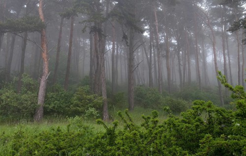 Sweden, Atmosphere, Countries, Haze, Landscape, Countries, Fog, Travel, Mood, Sweden, Travels,