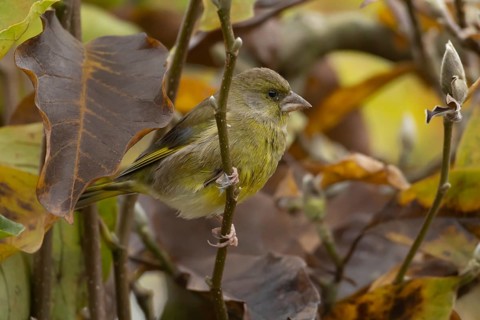 European greenfinch (Chloris chloris) adult garden bird in a magnolia tree with autumn colour