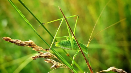 Close-up: The grasshopper, the speckled bush-cricket (Leptophyes punctatissima), resting on a