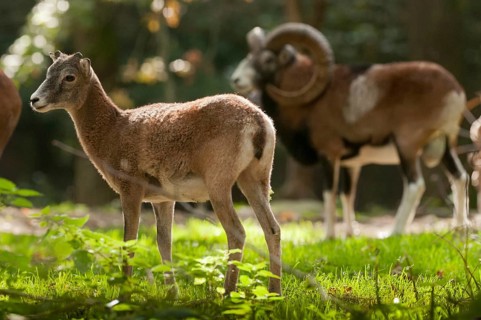 Artiodactyla, even-toed ungulate, mouflon, mouflon, mouflon, ovis gmelini musimon, cloven-hoofed,