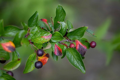 Cotoneaster acutifolius var lucidus, shiny cotoneaster, hedge cotoneaster, Peking cotoneaster,