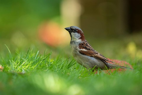 House Sparrow (Passer domesticus), Vechta, Lower Saxony, Germany