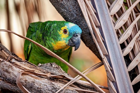 A green and yellow parrot with a blue head is perched amongst branches in a tropical setting: a