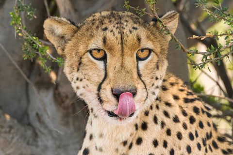 Female Cheetah licking her face, (Acinonyx jubatus), Mashatu Game Reserve, Botswana