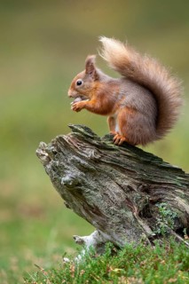 Squirrel (Sciurus vulgaris), Aviemore, Scotland, United Kingdom