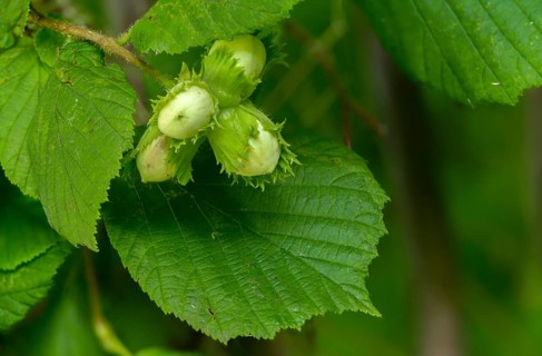 Betulaceae, birch family, corylus avellana, common hazel, hazel, hazel, hazel, common hazel, flora,