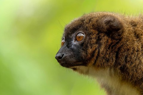 Portrait of a lemur with brown fur and large eyes against a blurred green background, red-bellied