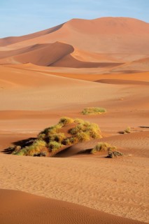 Barren vegetation between red-yellow Namib sand dunes, Namib Desert, Namib-Naukluft National Park,