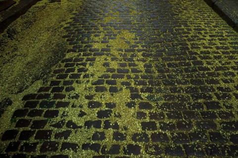 Cobblestones, street strewn with blossoms, pollen, the Japanese string tree, also honey tree, pearl