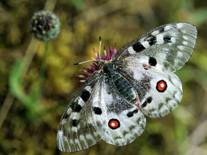 Apollo butterfly, Parnassius Apollo, Slovenia, Triglav National Park, prey, butterfly, capture,
