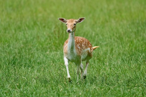 A fallow deer in the middle of a green meadow, surrounded by tranquil nature, fallow deer (Dama