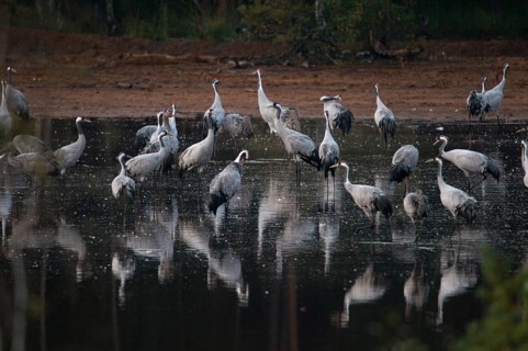 2010, Brandenburg, Crane, Germany, Grus Grus, Crane, Nabu, national natural heritage, natural