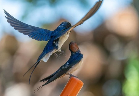 Hirundo rustica, barn swallow, courtship behavior, birds, passeri, swallows, songbirds, songbirds,