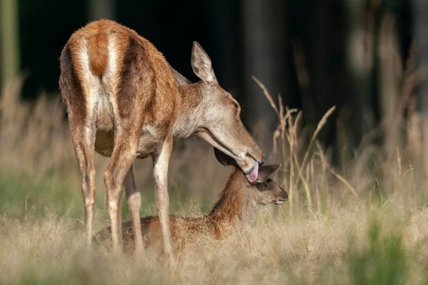 Artiodactyla, Cervus Elaphus, even-toed ungulate, cloven-hoofed, red deer, deer, deer, calf, body
