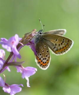 Broom blue, idas blue, idas blue, lycaeides idas, northern blue, plebeius idas, butterfly, insects,