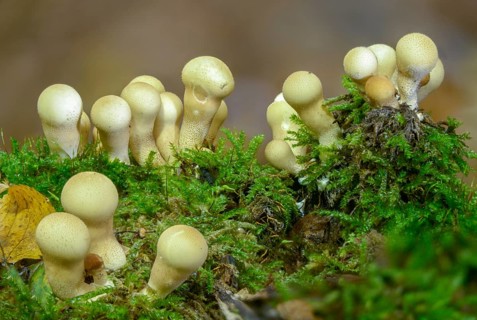 Apioperdone pyriforme, pear bovist, pear dusting, lycoperdone pyriforme, morganella pyriformis,