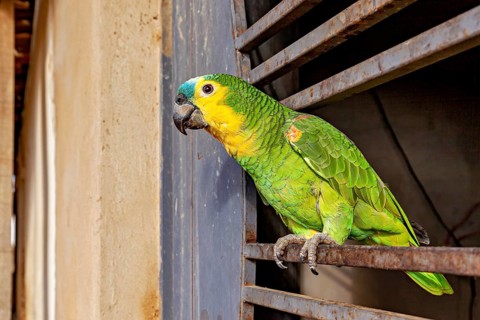 A green parrot perched on a window grille, appearing to survey its surroundings, a blue-fronted