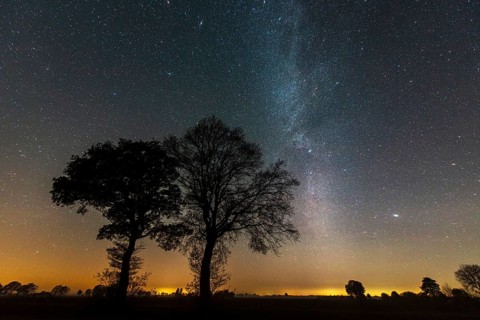 Trees with starry sky and Milky Way, stars, Vechta, Lower Saxony, Germany