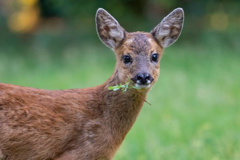 Roe deer, fawn (Capreolus capreolus), Vechta, Lower Saxony, Germany