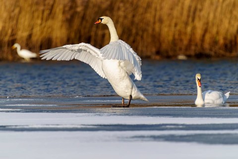 Mute swan (Cygnus olor), wildlife, Germany, two swans, one with outstretched wings, on a frozen