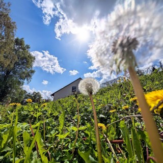 Withered dandelions, dandelion (Taraxacum officinale), fruit cluster, ripe seed heads, achenes,