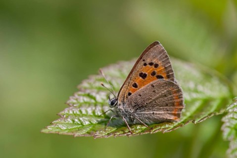 Moth, small moth, Lycaena phlaeas, small copper, butterfly, insects, butterfly, butterflies