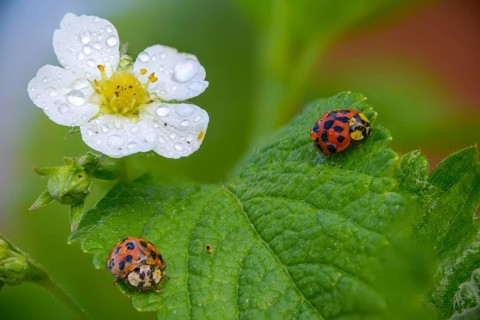Asian ladybeetle, Asian ladybug, coccinellidae, coccinellinae, harlequin ladybug, harmonia