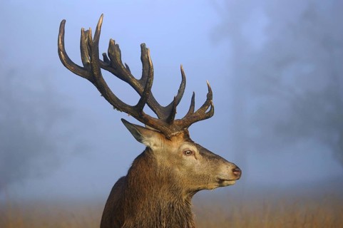 Red deer, deer in the rut, red deer, male in heat, Cervus elaphus