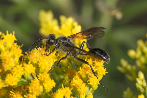 A steel-blue Isodontia mexicana with a long body perches on a yellow flower of Solidago canadensis