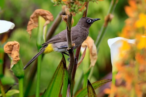 Cape bulbul (Pycnonotus capensis), adult, perched, alert, Kirstenbosch Botanical Garden, Cape Town,