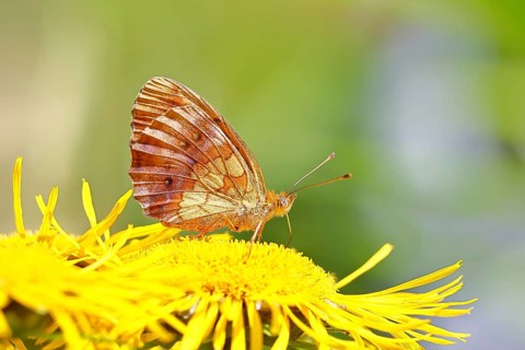 Queen of Spain fritillary (Issoria lathonia), on a yellow flower of a Great Telekie (Telekia