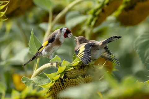 European goldfinch (Carduelis carduelis) adult parent garden bird feeding its juvenile baby bird on