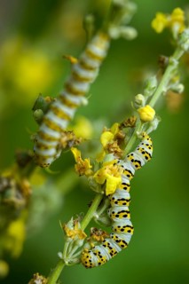 Cucullia lychnitis, grey-pollinated woolly monk, Shargacucullia lychnitis, later mullein monk,