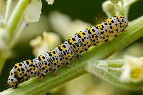 Cucullia lychnitis, grey-pollinated woolly monk, Shargacucullia lychnitis, later mullein monk,