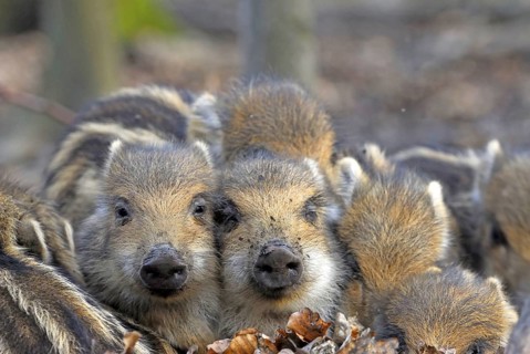Wild boar, piglets lie together in oak leaves