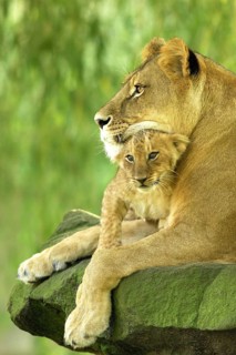 Lioness with young, Namibia
