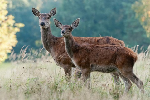 Artiodactyla, Cervus Elaphus, even-toed ungulate, cloven-hoofed, red deer, red deer, adult animal,