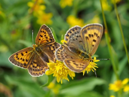 Two butterflies with patterned wings, a female Duke of Burgundy (Lycaena virgaureae), on yellow