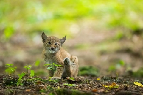 Eurasian lynx (Lynx lynx) youngsters (cub) sitting in a forest, Bavaria, Germany