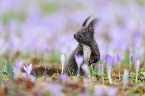 A dark brown squirrel sitting in a field with spring crocuses, flowers, plants, animals, mammals