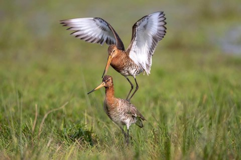 Black-tailed Godwit (Limosa limosa) mating in a wet meadow, Lake Dümmer, Ochsenmoor, Lembruch,