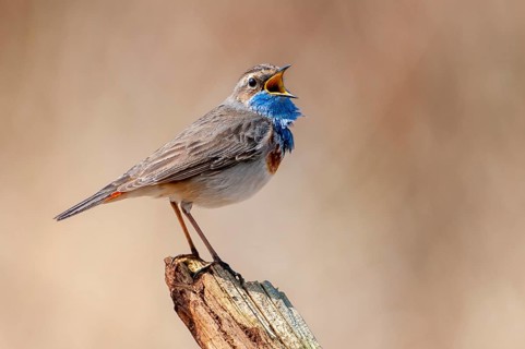 A courting bluethroat (Luscinia svecica), Dümmer, Lembruch, Lower Saxony, Germany