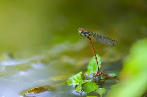 Early Adonis dragonfly, large red damselfly, Pyrrhosoma nymphula, damselflies, dragonflies,