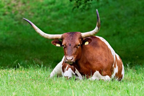 Texas longhorn cow sitting in a meadow, Meienberg, Aargau Canton, Switzerland