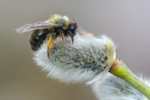 Andrena vaga, andrenidae, floodplain bee, grey-backed mining bee, hymenoptera, sand bee, willow